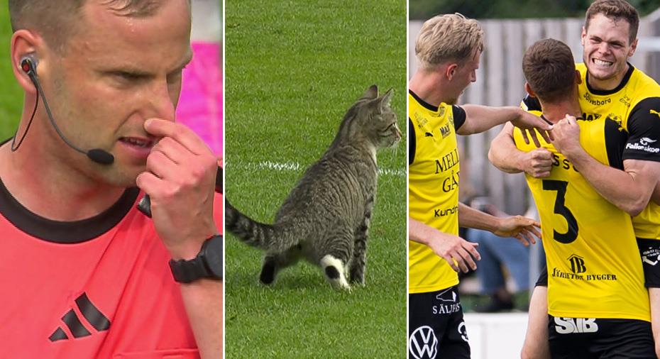 Mjällby a battu Värnamo – le chat a “pris d’assaut” le terrain